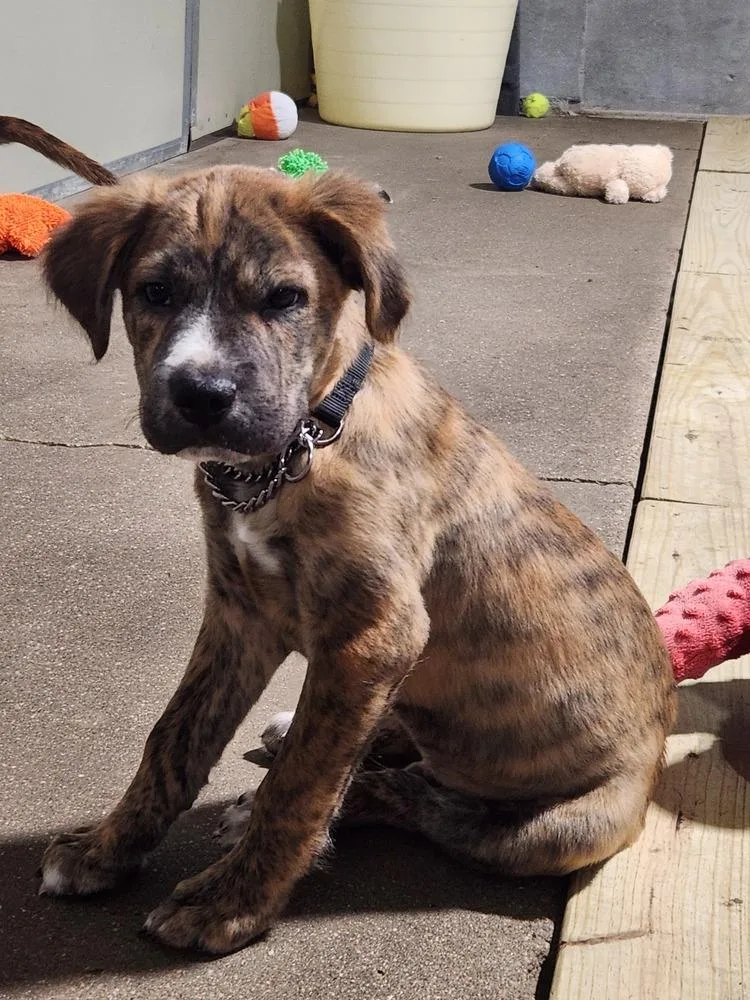 A baby medium-sized male Mixed Breed dog named Frank for adoption in Papillion, NE