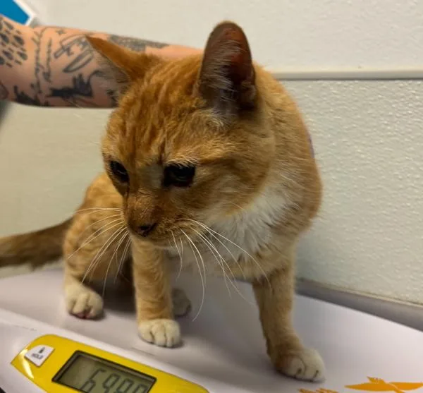 A senior small-sized male Domestic Short Hair cat named Gummy Worm for adoption in San Diego, CA