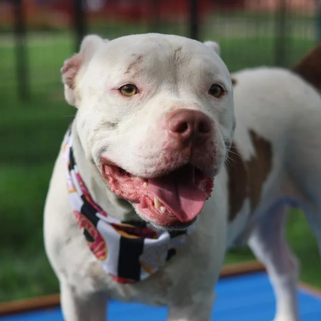 A young large-sized male American Staffordshire Terrier dog named Brick for adoption in San Antonio, TX