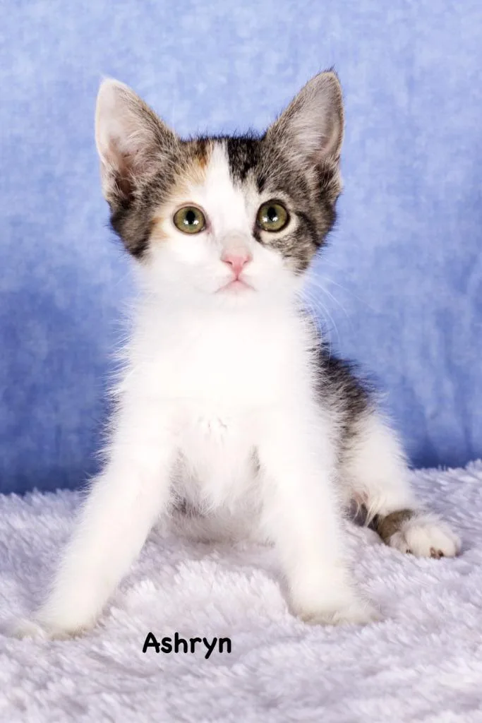 A baby small-sized female Domestic Short Hair cat named Ashryn for adoption in Gilbert, AZ