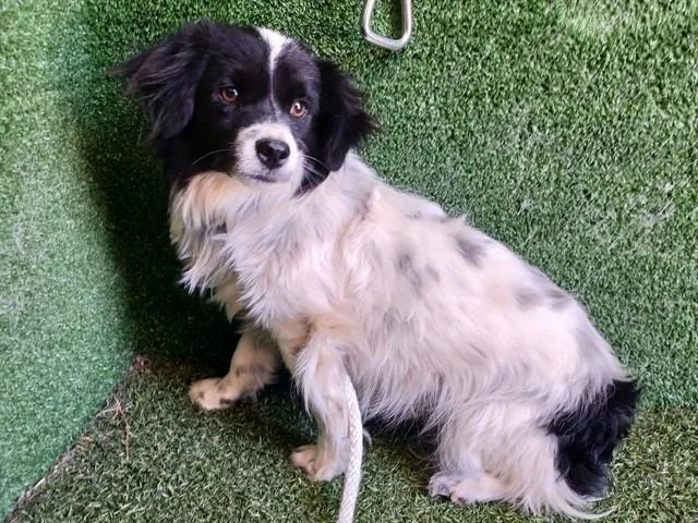 A young small-sized male Chihuahua dog named Lolo for adoption in Lancaster, CA