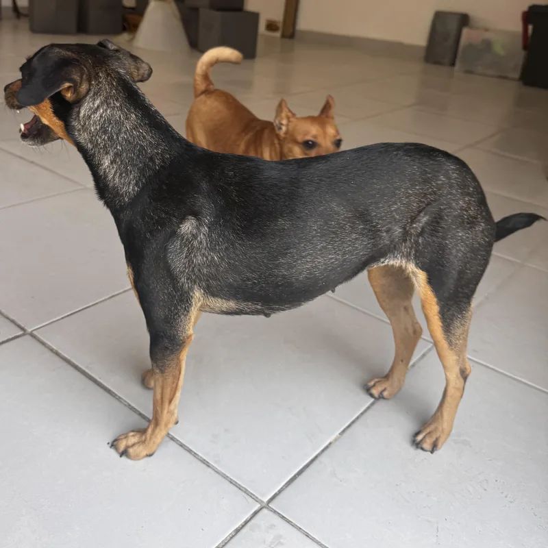 An adult small-sized female Bicolor Miniature Pinscher dog named Maki for adoption in Manvel, TX