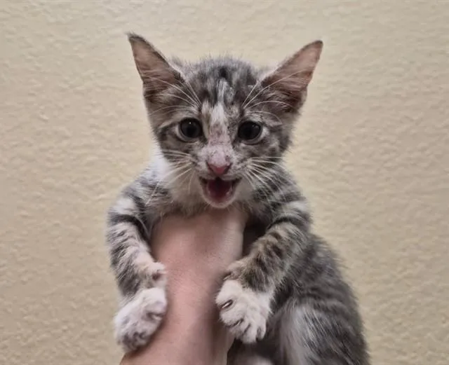 A baby small-sized female Domestic Short Hair cat named Fable for adoption in Fort Myers, FL