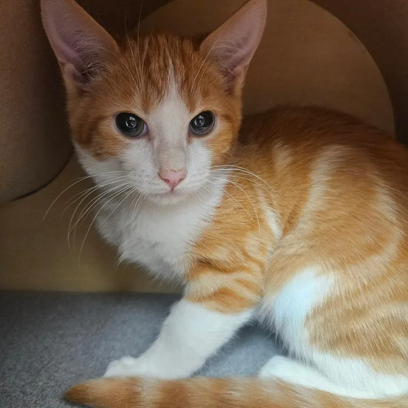 A baby small-sized male Orange / Red Domestic Short Hair cat named Mango for adoption in Grantsville, UT