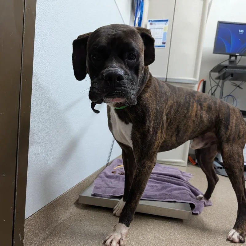 An adult large-sized male Brindle Boxer dog named Dre for adoption in League City, TX
