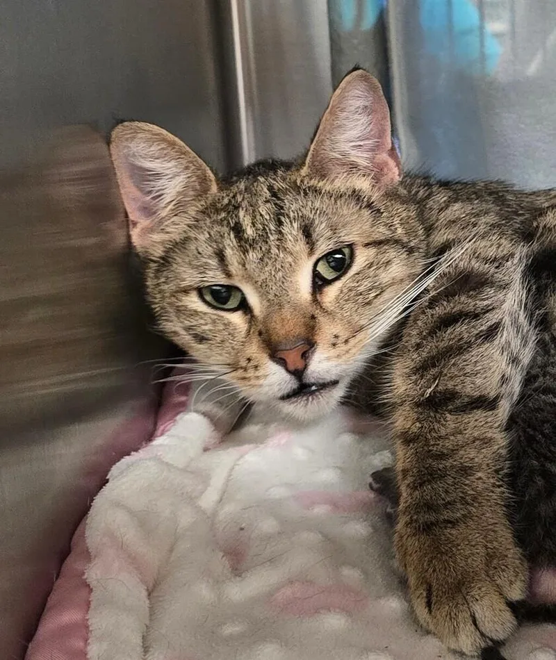 An adult small-sized female Domestic Short Hair cat named Gloria for adoption in Wellington, KS