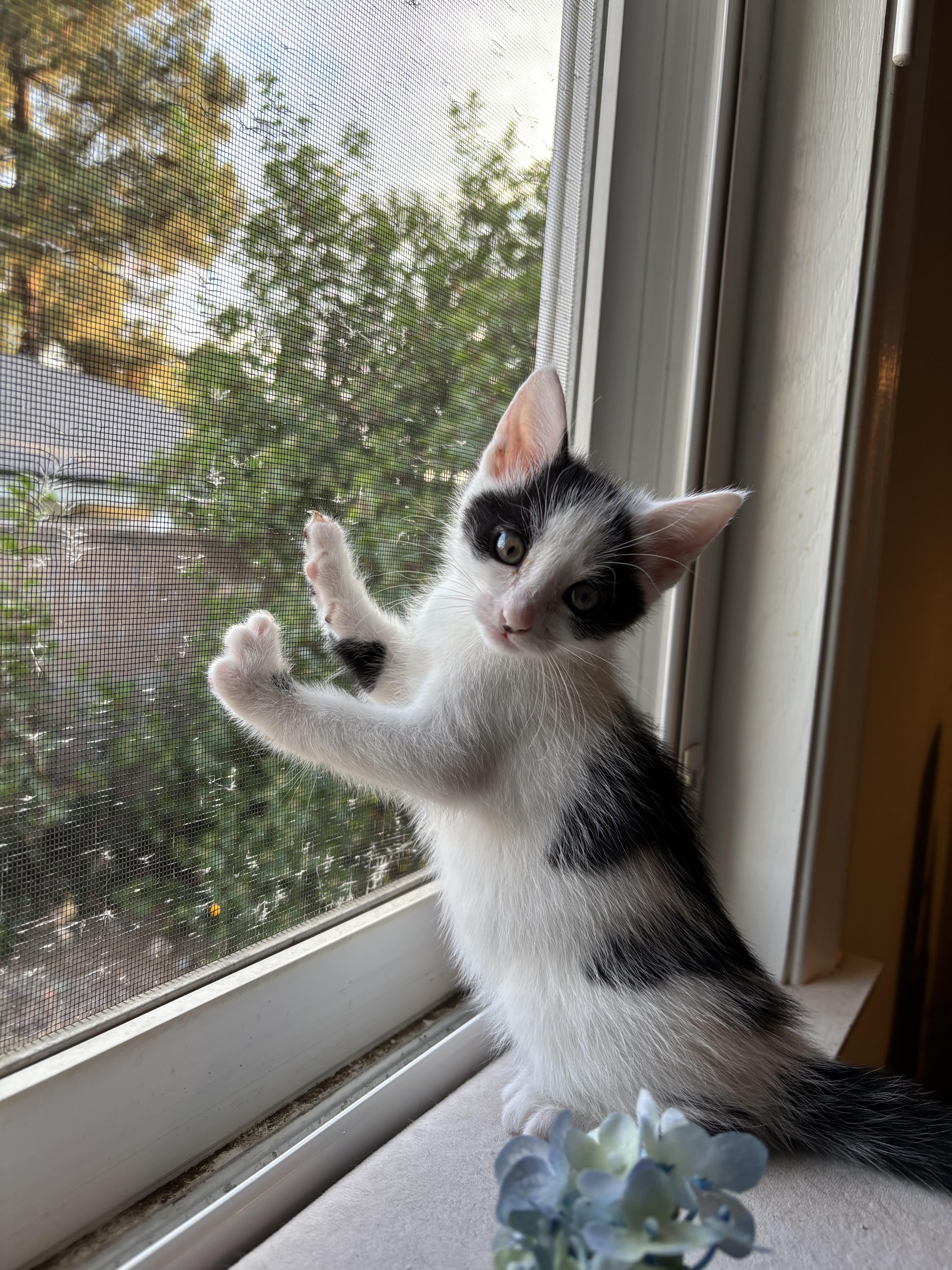 A baby medium-sized female White Domestic Short Hair cat named Jill for adoption in Monrovia , CA