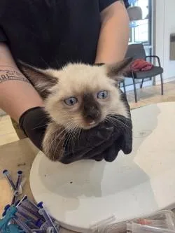 A baby small-sized male Domestic Short Hair cat named Mustang for adoption in Farmers Branch, TX