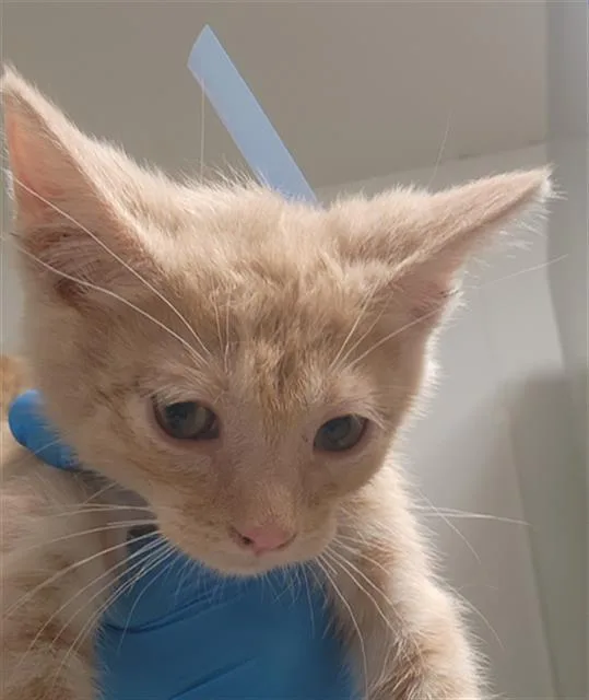 A baby small-sized male Domestic Short Hair cat named Pepper for adoption in Bakersfield, CA