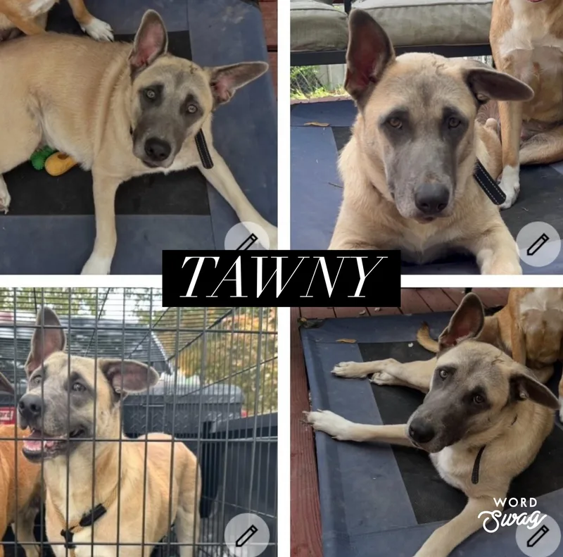 Tawny