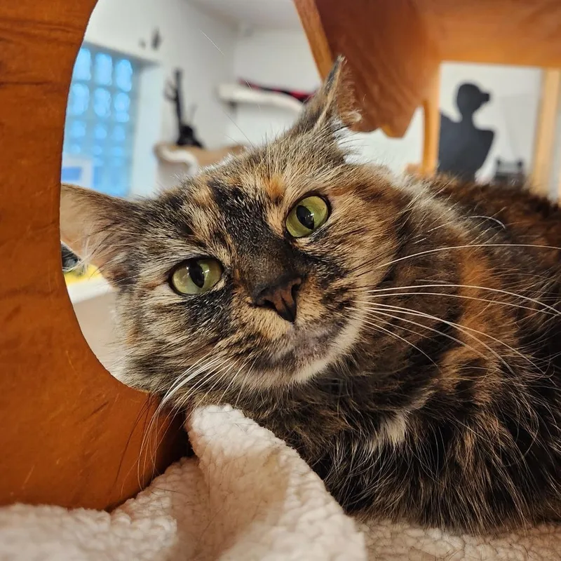 An adult large-sized female Black Domestic Short Hair cat named Jolene for adoption in Delaware, OH