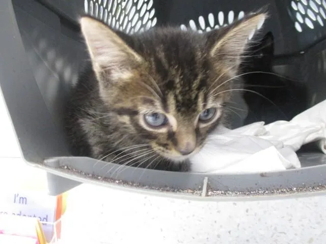 A baby small-sized male Domestic Short Hair cat named Chip for adoption in Ocala, FL