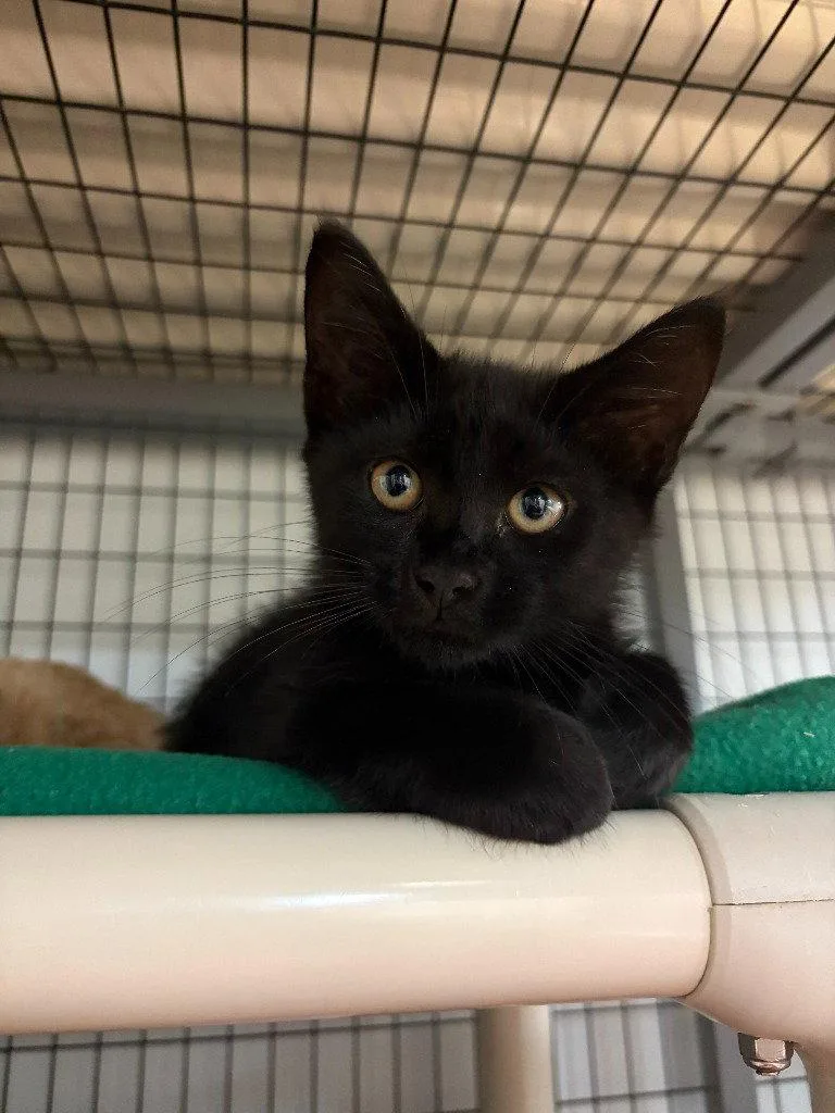 A baby small-sized male Black Domestic Short Hair cat named Ocean for adoption in Lovingston, VA