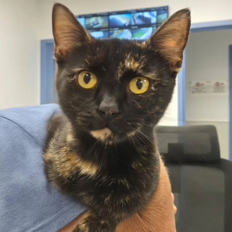 An adult small-sized female Tortoiseshell Domestic Short Hair cat named Ember for adoption in Carrollton, OH