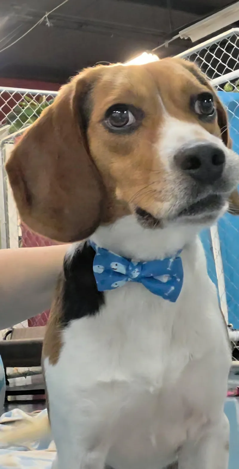 An adult small-sized male Beagle dog named Elmer for adoption in Crystal Lake, IL
