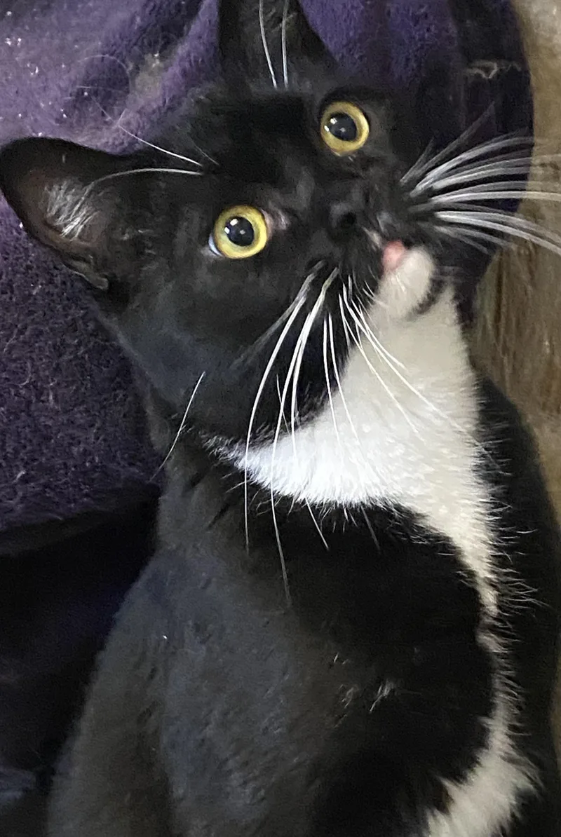 An adult medium-sized male Black & White / Tuxedo Tuxedo cat named Fresno for adoption in Stanwood, WA