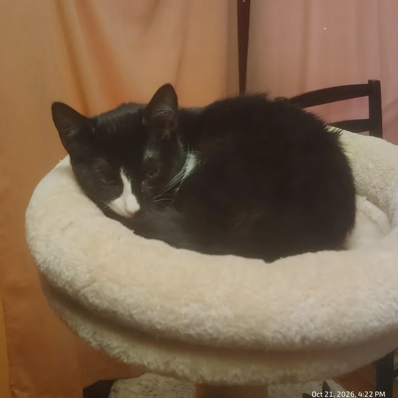 A baby medium-sized male Domestic Short Hair cat named Spider for adoption in Mayfield, NY