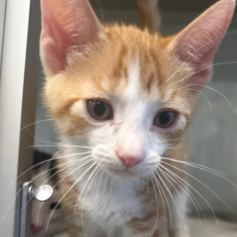 A baby small-sized male Orange / Red Domestic Short Hair cat named Blackberry for adoption in Wheeling, IL