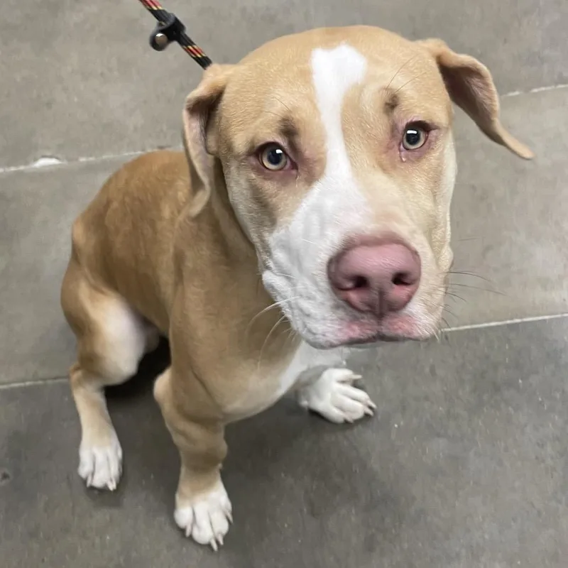 A young medium-sized male Yellow / Tan / Blond / Fawn Pit Bull Terrier dog named Jarvis for adoption in Melbourne, KY