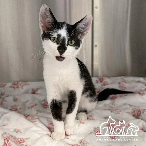 A baby small-sized male Domestic Short Hair cat named Paul for adoption in Irvine, CA