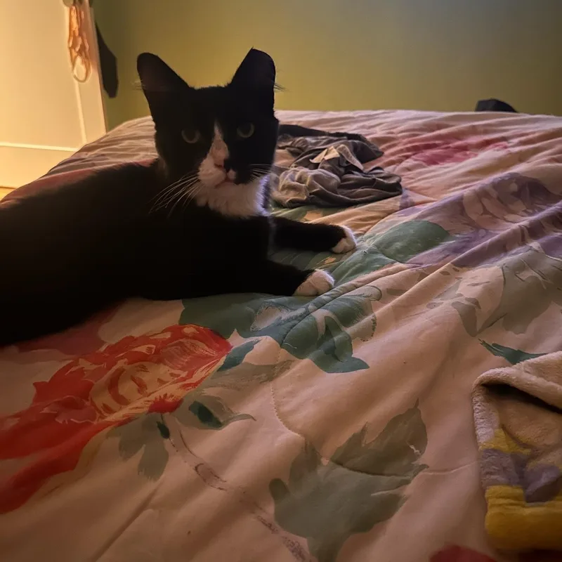 An adult medium-sized male Black & White / Tuxedo Domestic Short Hair cat named Oreo for adoption in Tustin, CA