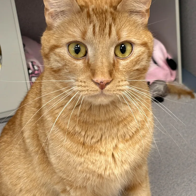 An adult medium-sized male Orange / Red Domestic Short Hair cat named Luci for adoption in Batavia, NY