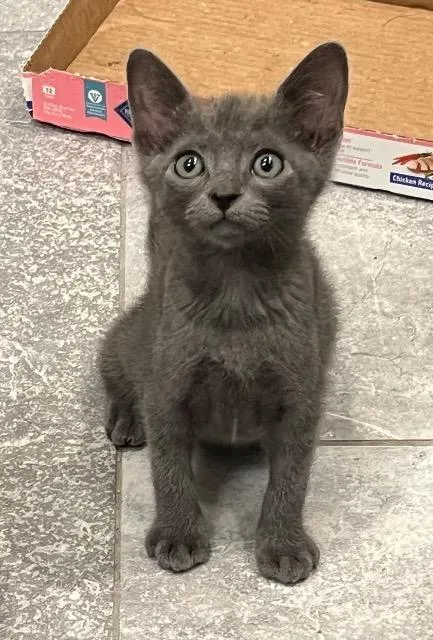 A baby small-sized male Domestic Short Hair cat named Callaway for adoption in New Braunfels, TX