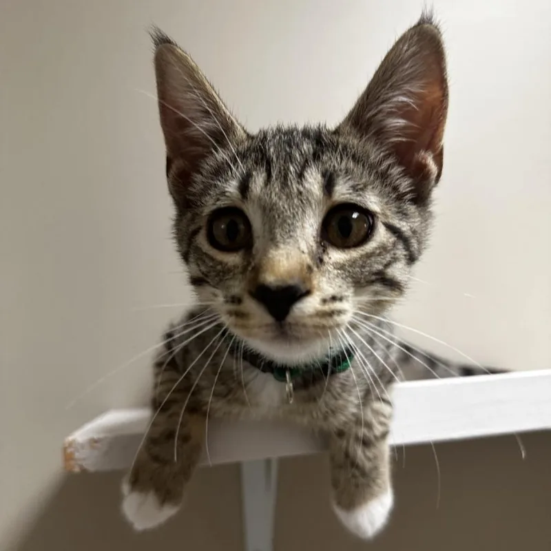 A baby small-sized male Brown / Chocolate American Shorthair cat named Dollar for adoption in Blue Ridge, GA