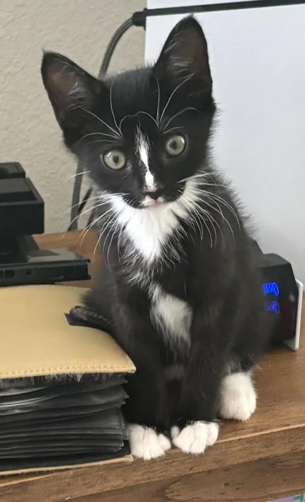 A baby small-sized female Black & White / Tuxedo Domestic Short Hair cat named Flower for adoption in Orlando, FL