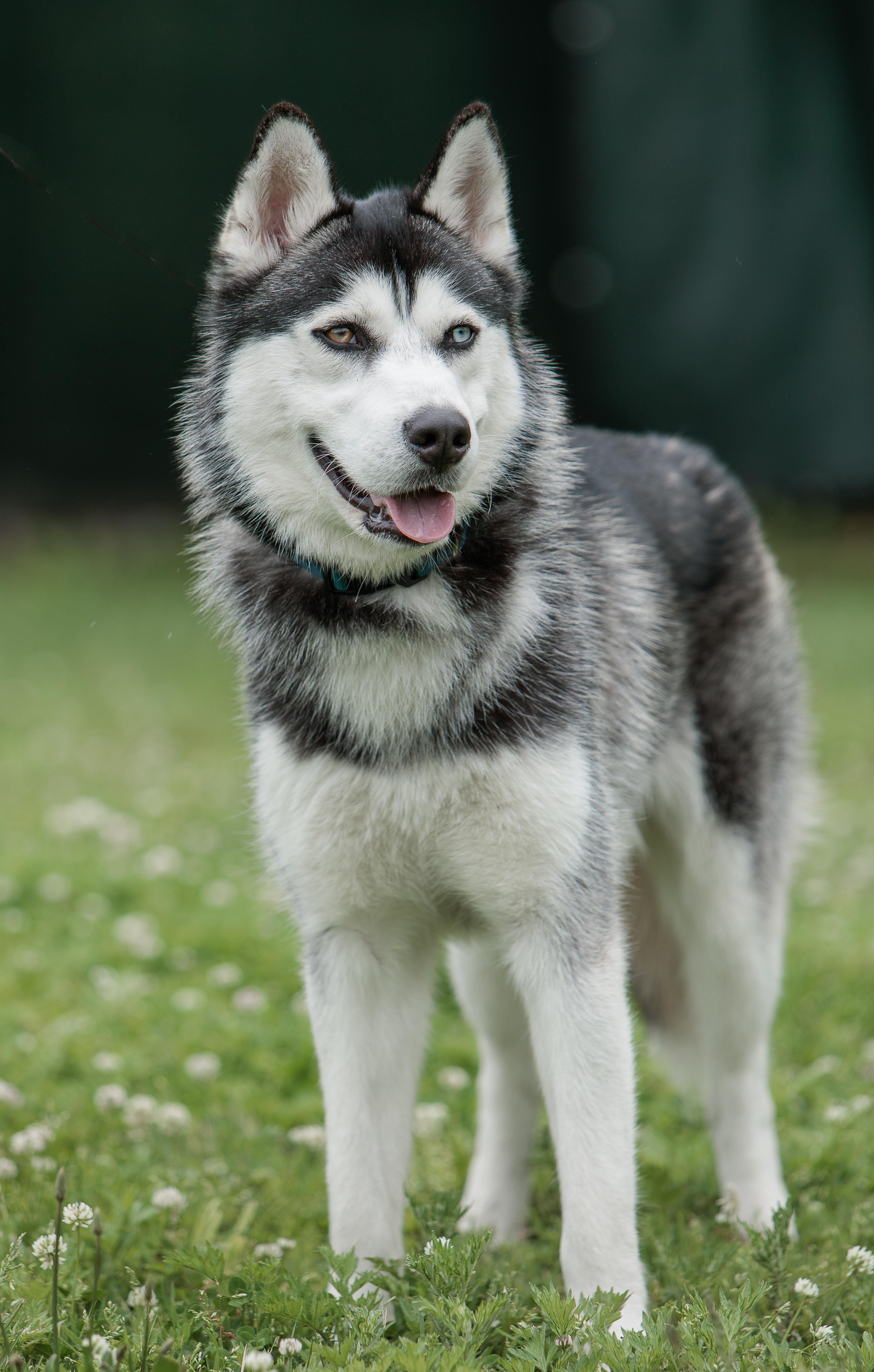 A young medium-sized male Siberian Husky dog named Bodie for adoption in Cranston, RI