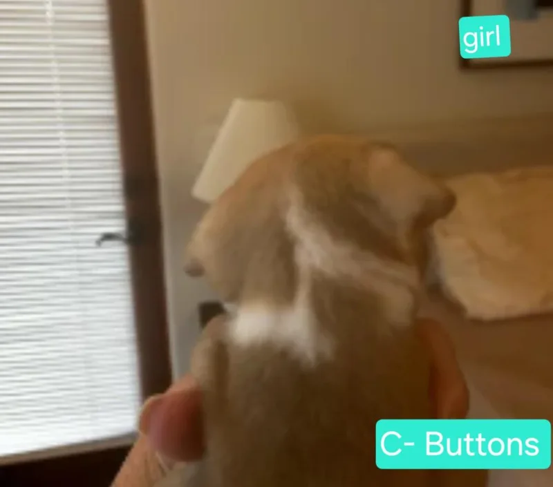 Buttons thumbnail 2