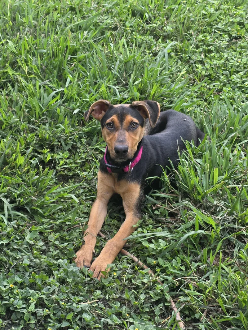 A baby small-sized female Bicolor Black and Tan Coonhound dog named Zoey for adoption in Dickinson, TX