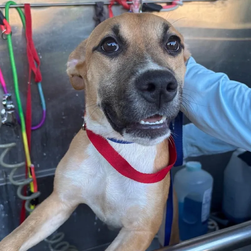 A young small-sized female Shepherd dog named Daphne for adoption in Tampa, FL