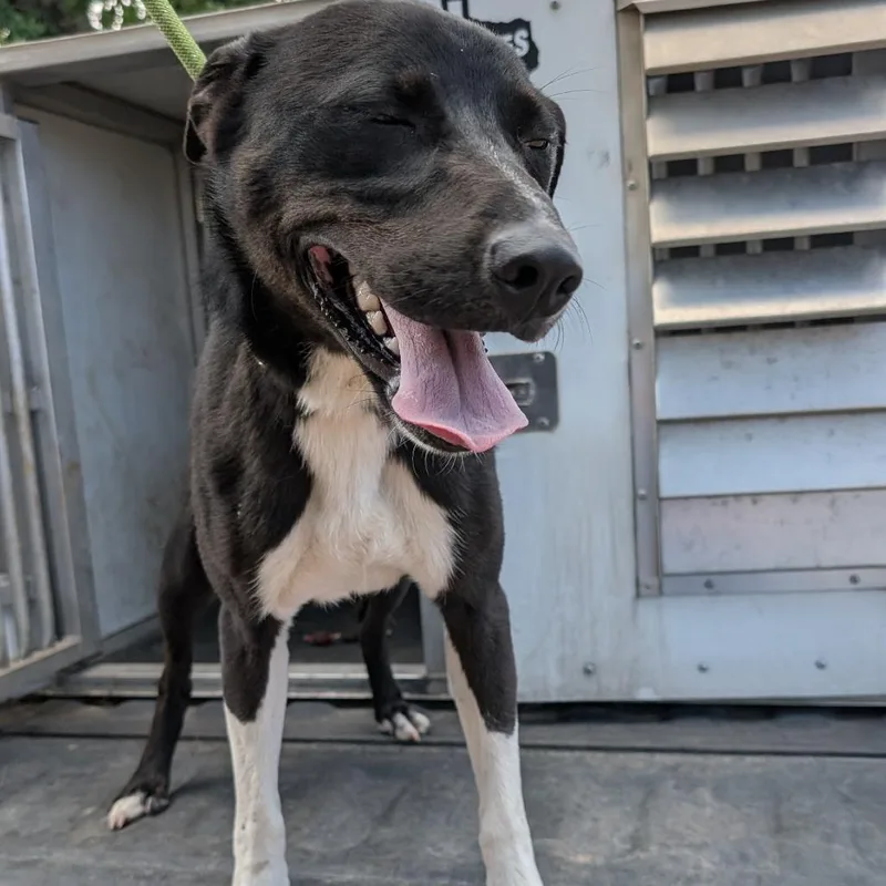 An adult medium-sized female Black Pointer dog named Natalie for adoption in Buchanan Dam, TX