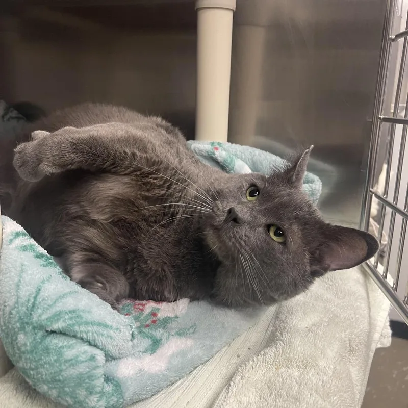 A baby medium-sized male Gray / Blue / Silver Domestic Short Hair cat named Rogue for adoption in Mentor, OH