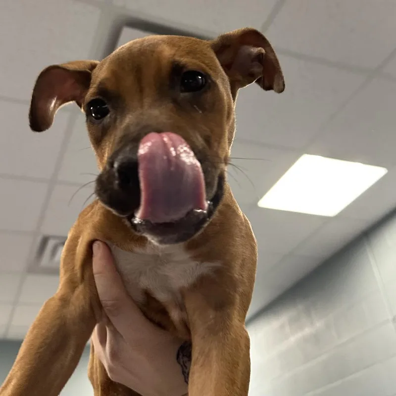 A baby small-sized male Brown / Chocolate Boxer dog named Azan for adoption in Greensboro, NC