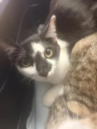An adult large-sized female Domestic Short Hair cat named Aiko for adoption in Chamblee, GA