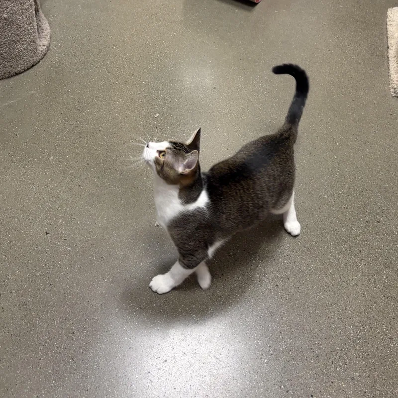 A baby medium-sized male Abyssinian cat named Jade INDOOR ONLY for adoption in Stockton, CA