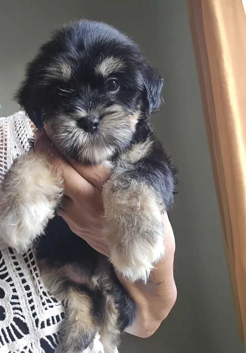A baby small-sized male Black Maltipoo dog named Simba for adoption in Los Angeles, CA