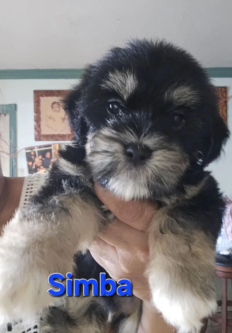 Simba thumbnail 2