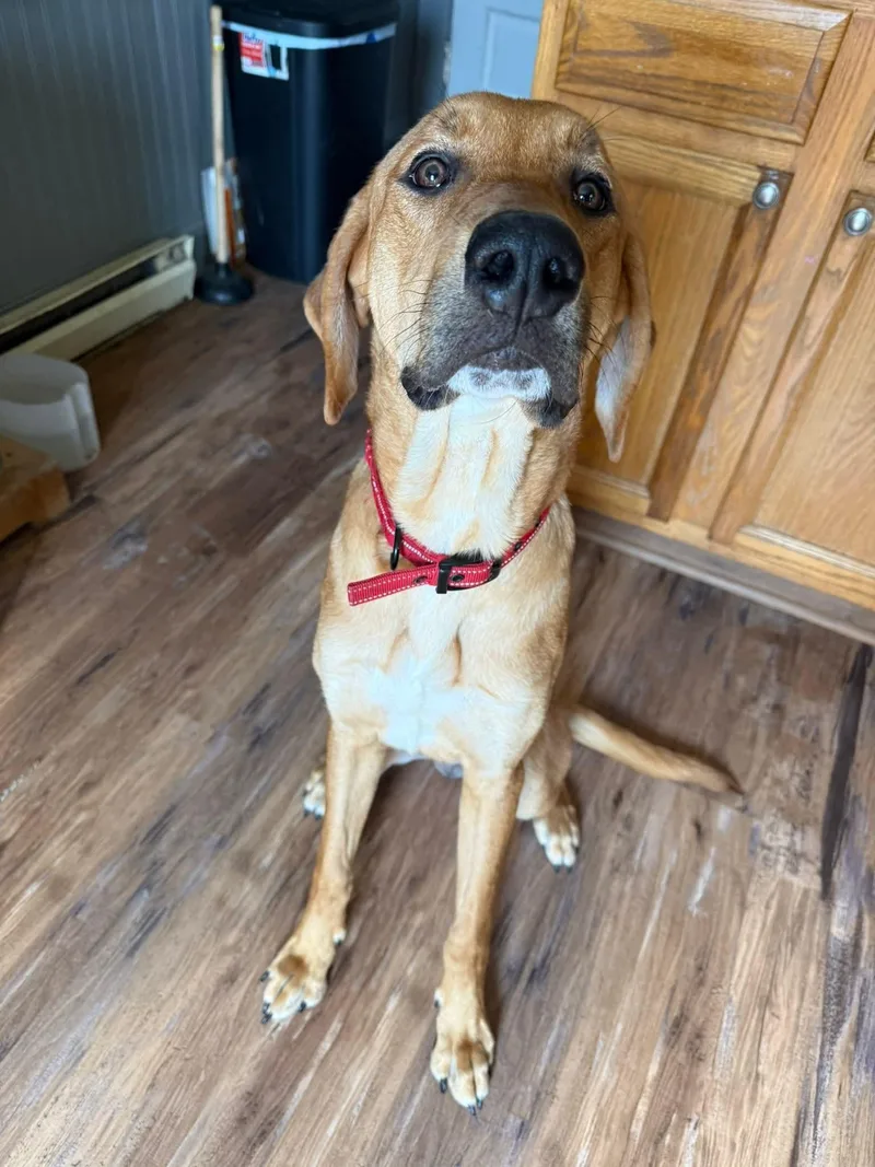 An adult medium-sized male Yellow / Tan / Blond / Fawn Hound dog named Bobby for adoption in Salamanca, NY