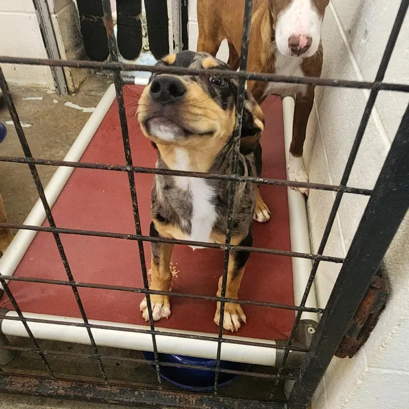 A baby small-sized male Australian Cattle Dog / Blue Heeler dog named CT Stimpy for adoption in Stormville, NY