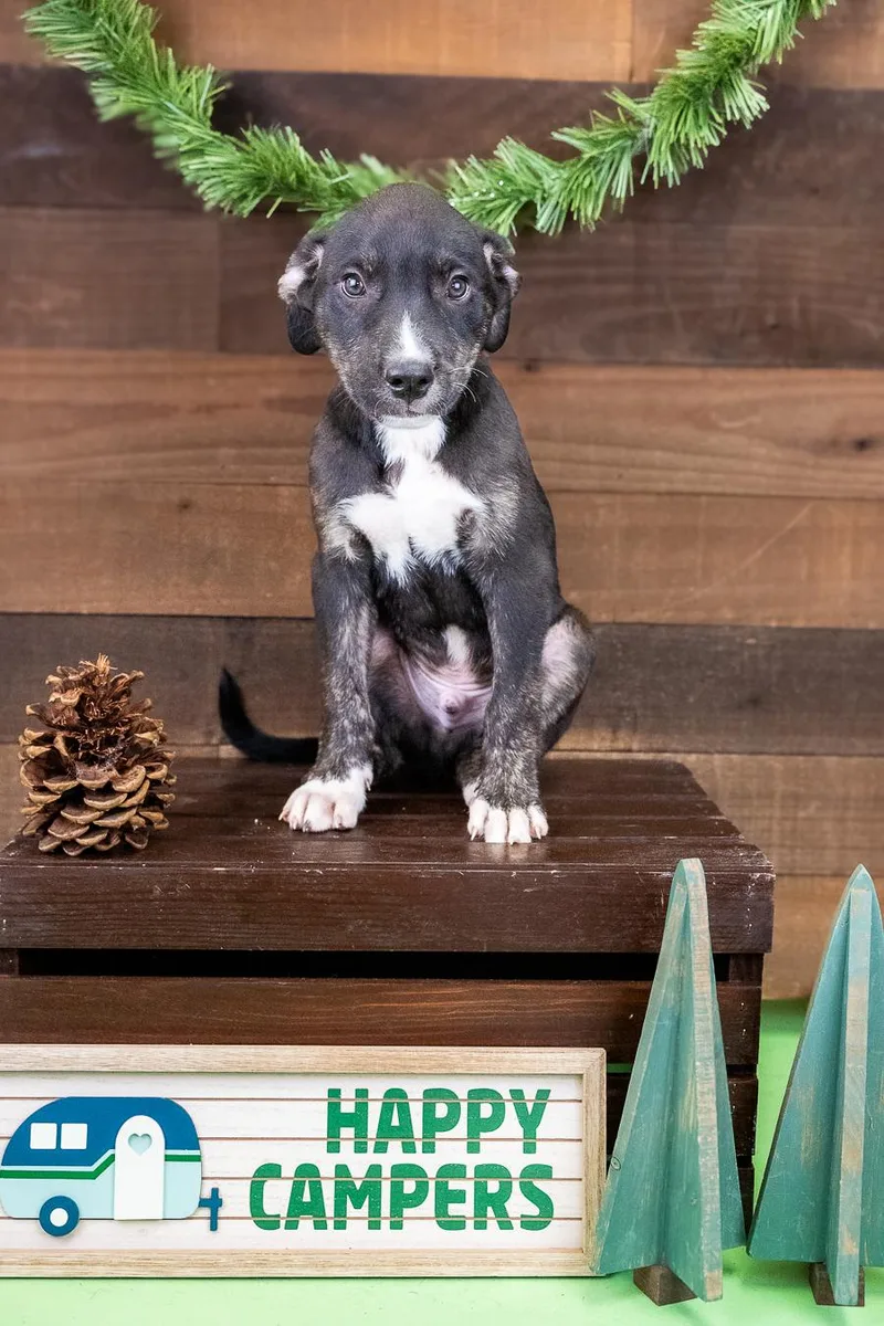 A baby medium-sized male Pit Bull Terrier dog named 469-26 for adoption in Brighton, CO