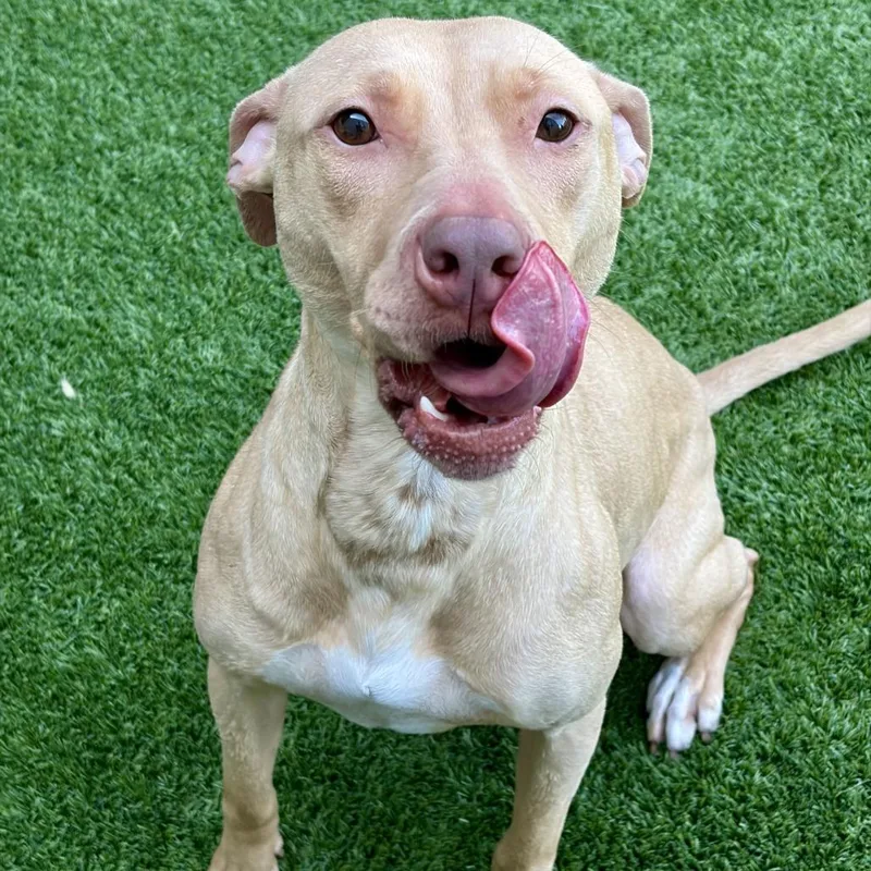 An adult medium-sized female Yellow / Tan / Blond / Fawn Pit Bull Terrier dog named Hazel for adoption in Matteson, IL