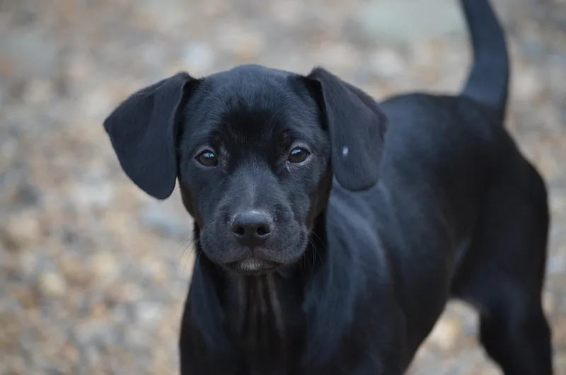 A baby medium-sized female Black Doberman Pinscher dog named Maya for adoption in Amissville, VA