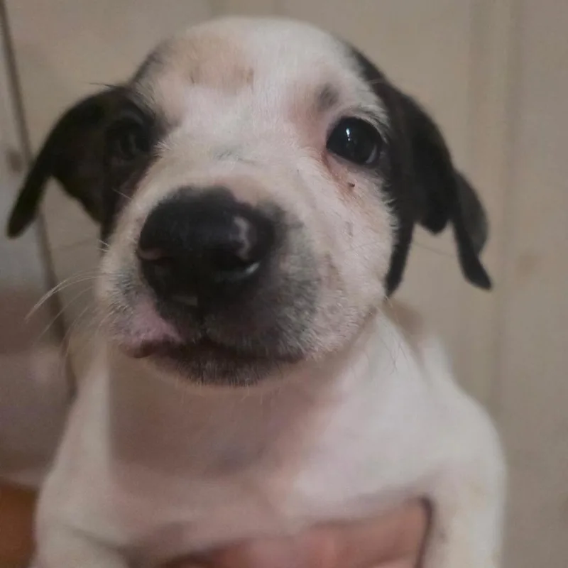 A baby medium-sized male Pit Bull Terrier dog named Barry for adoption in Klamath Falls, OR