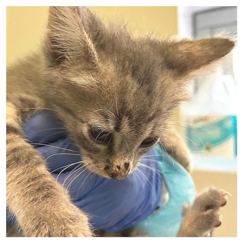 A baby small-sized female Gray / Blue / Silver Domestic Short Hair cat named Mustard Collar for adoption in Los Angeles, CA