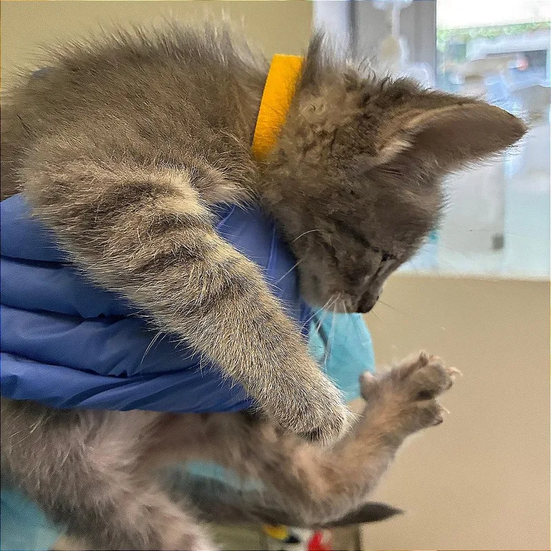 Mustard Collar thumbnail 2