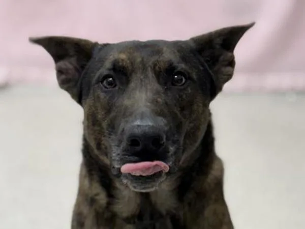 An adult large-sized male Dutch Shepherd dog named Taz for adoption in Portland, OR