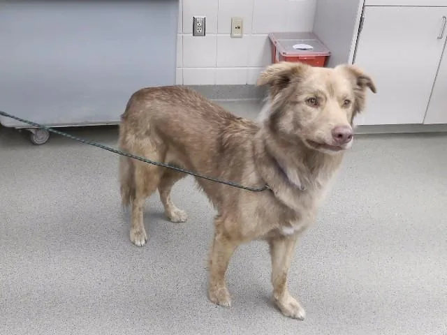 An adult large-sized male Alaskan Malamute dog named Carnage for adoption in Omaha, NE